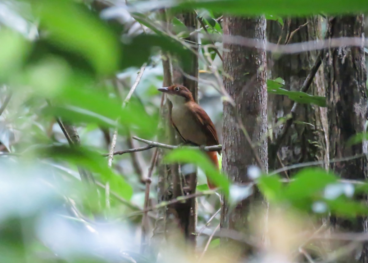 Pernambuco Foliage-gleaner - Arthur Gomes