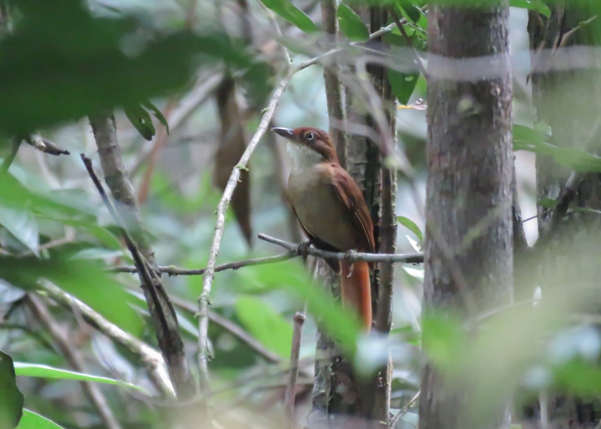 Pernambuco Foliage-gleaner - ML509301261