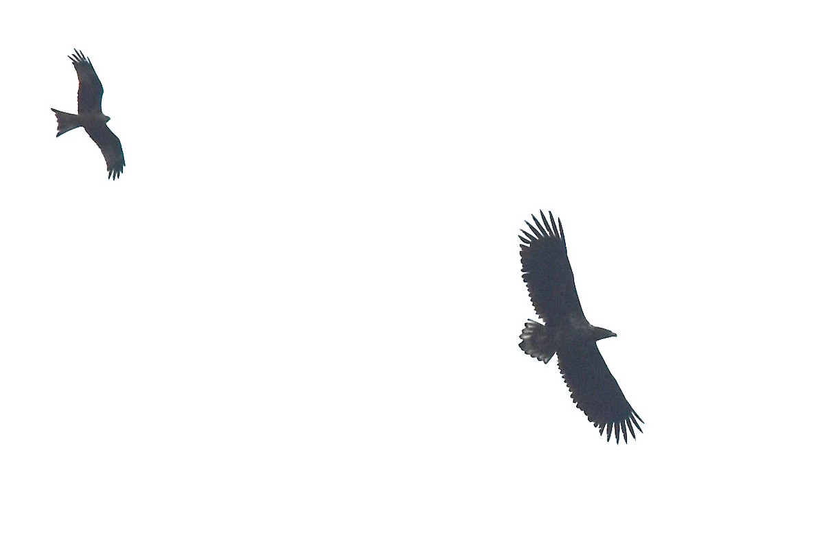 White-tailed Eagle - Blair Whyte