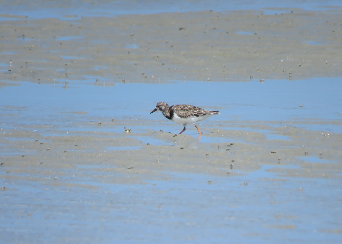 Ruddy Turnstone - ML509301521