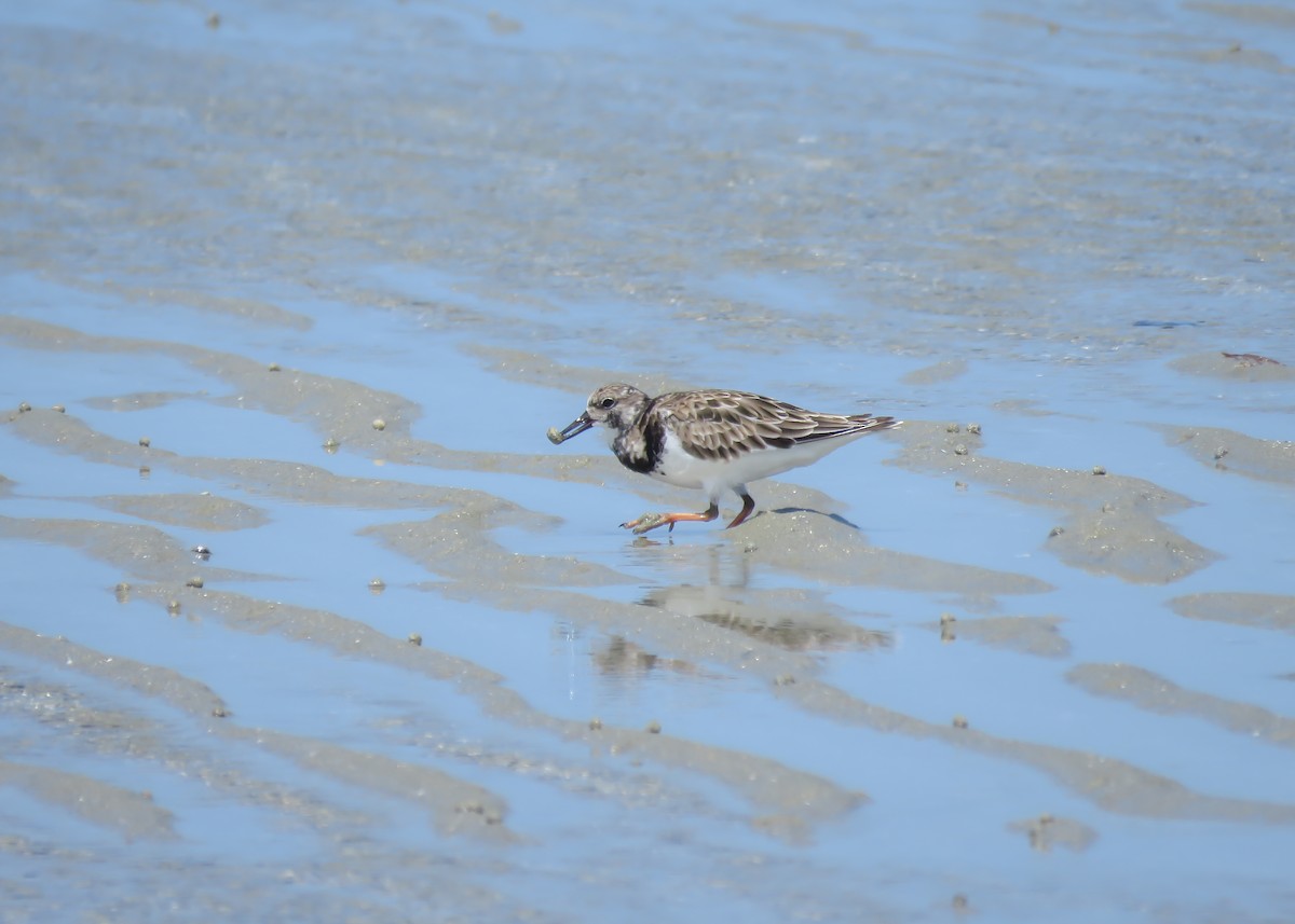 Ruddy Turnstone - ML509301531