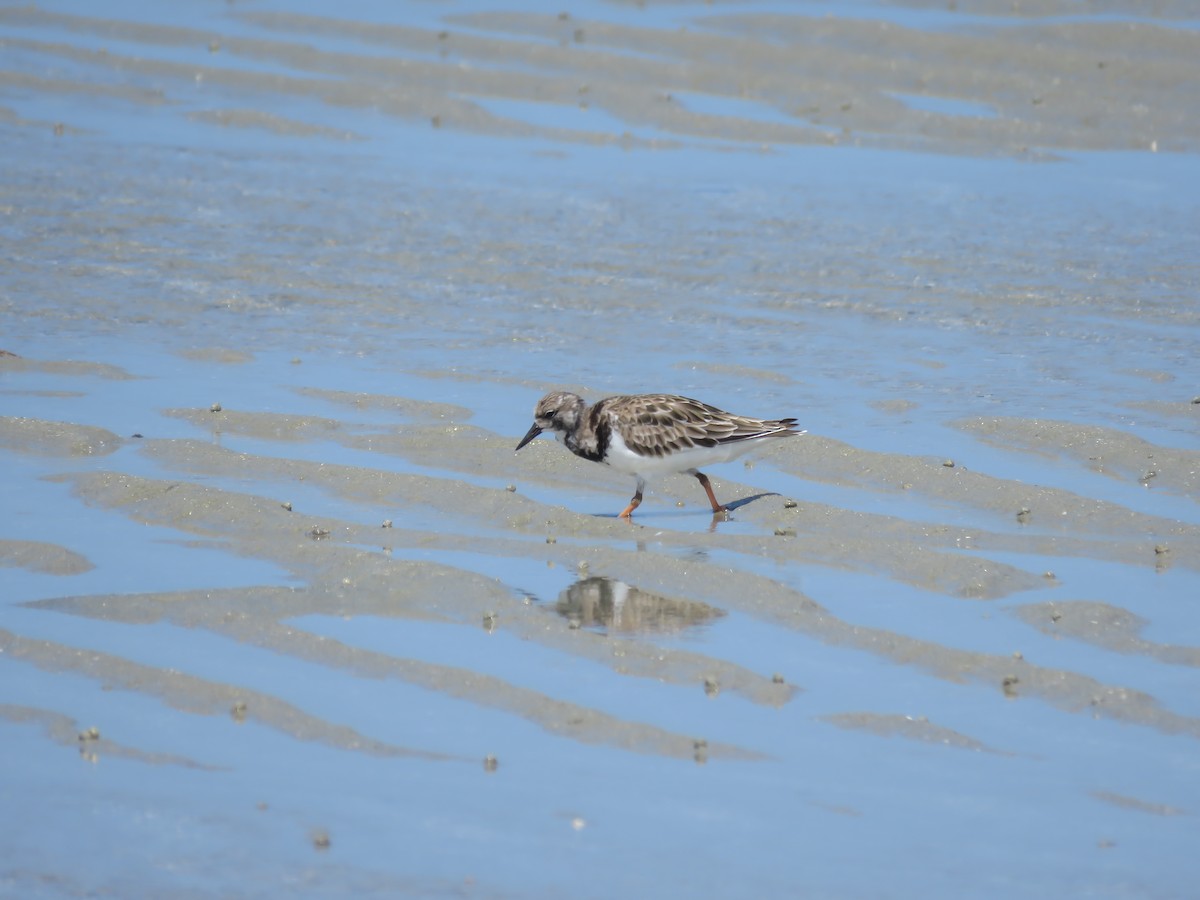 Ruddy Turnstone - ML509301541