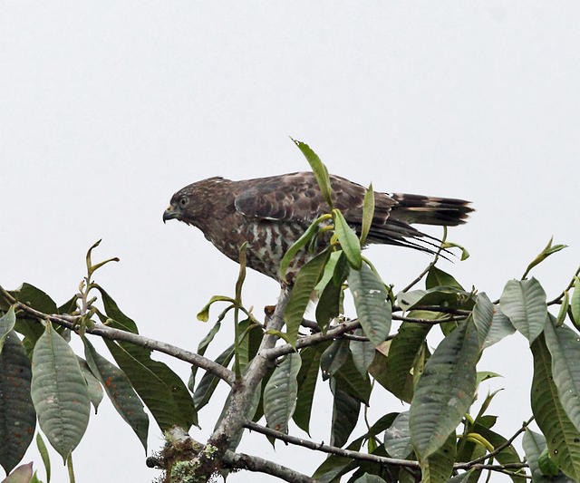 Broad-winged Hawk - ML50930171