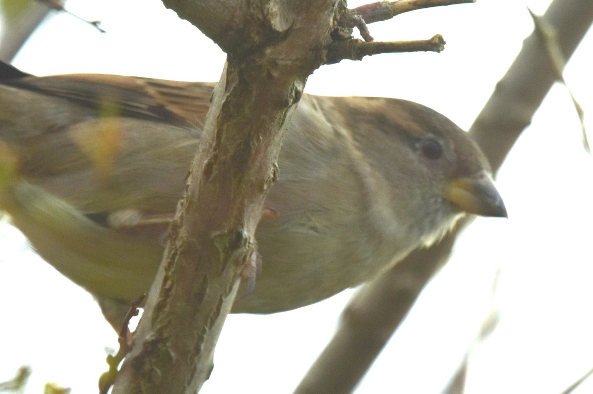 House Sparrow - ML509301771