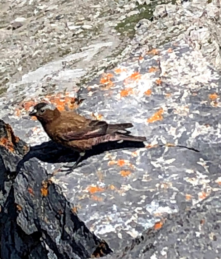 Gray-crowned Rosy-Finch - ML509301911