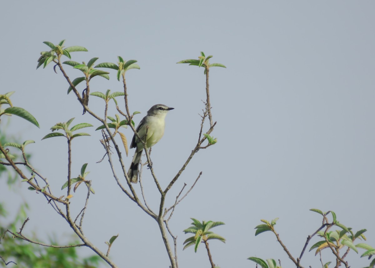 Bahia Wagtail-Tyrant - ML509301971