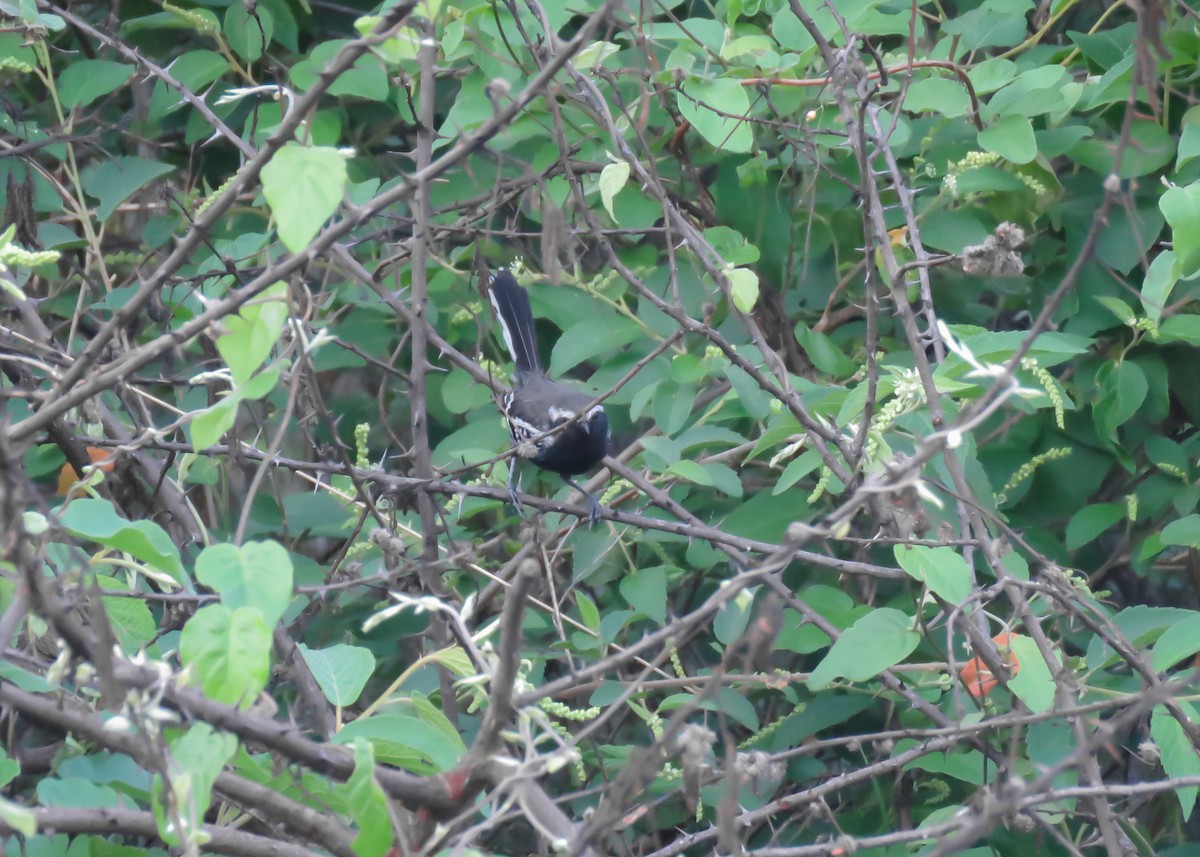 Black-bellied Antwren - ML509302011