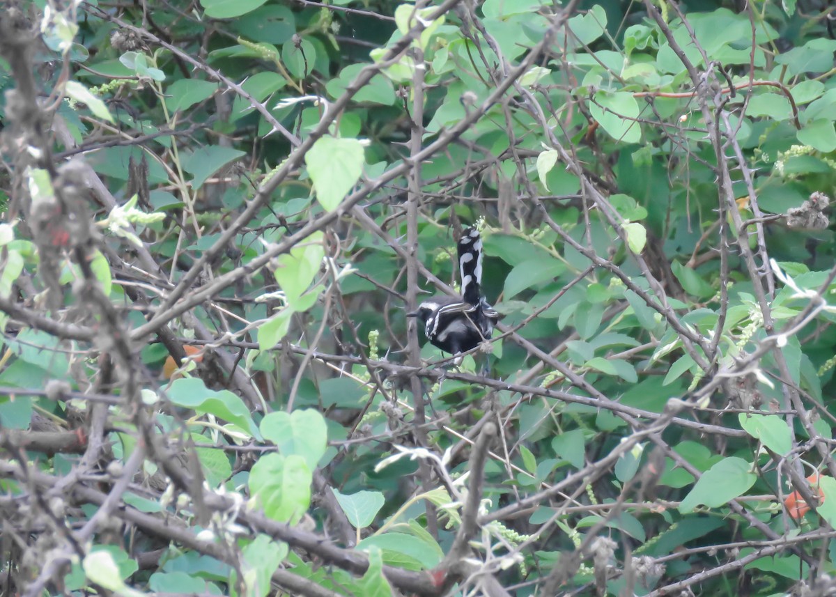 Black-bellied Antwren - ML509302021