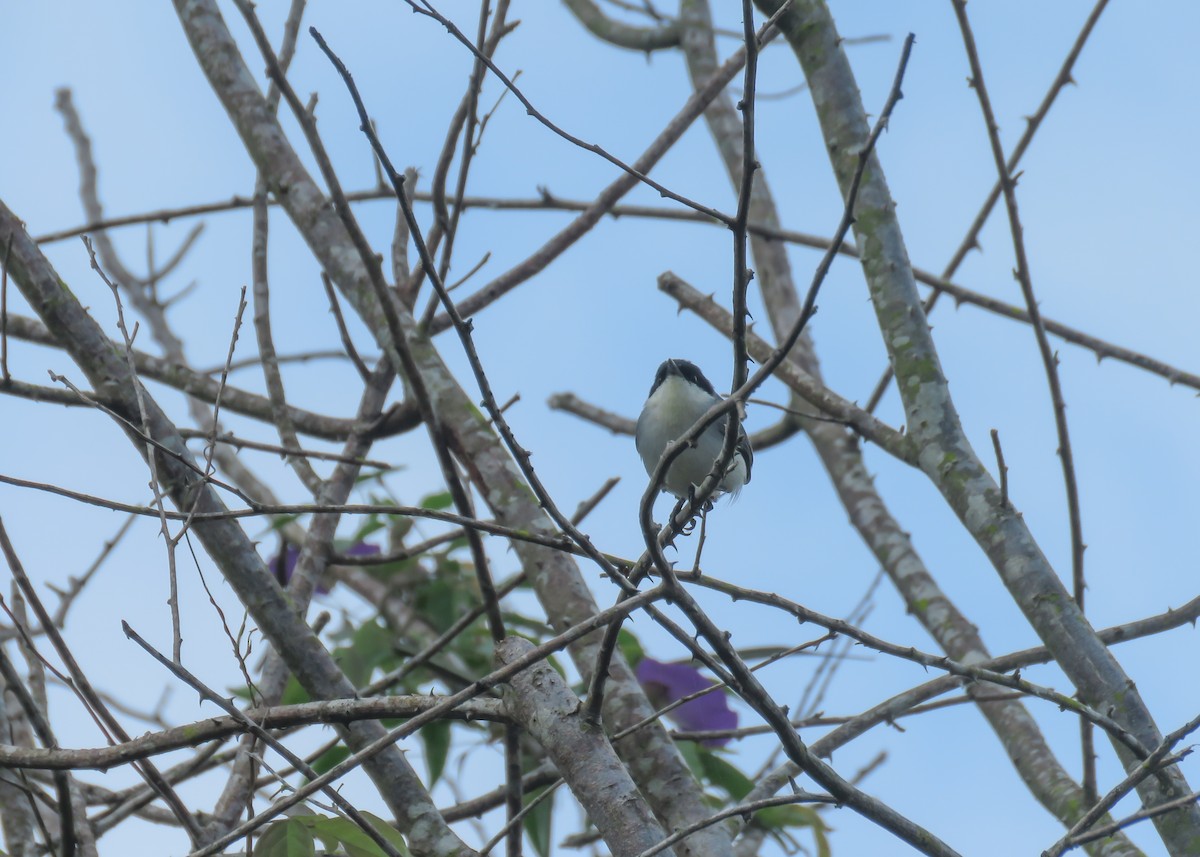 Tropical Gnatcatcher - ML509302041