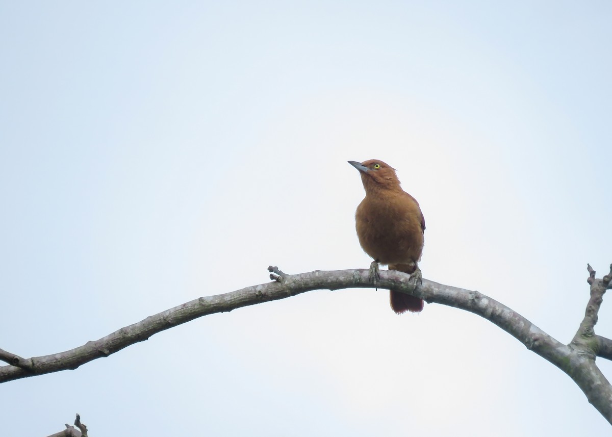 Caatinga Cacholote - ML509302121