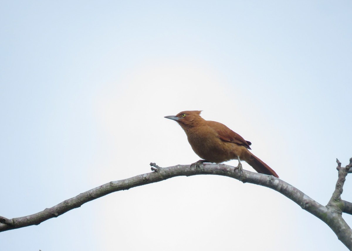 Caatinga Cacholote - ML509302131