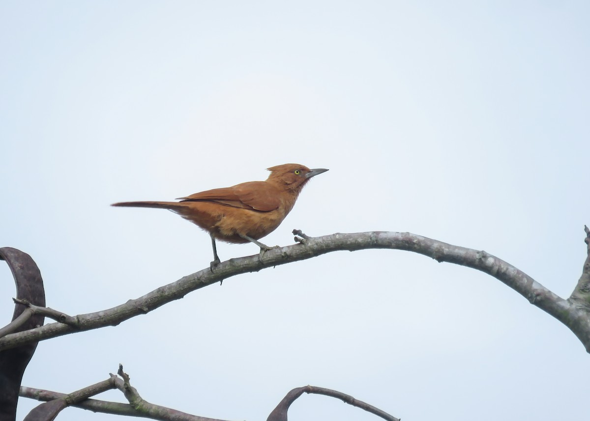 Caatinga Cacholote - ML509302141