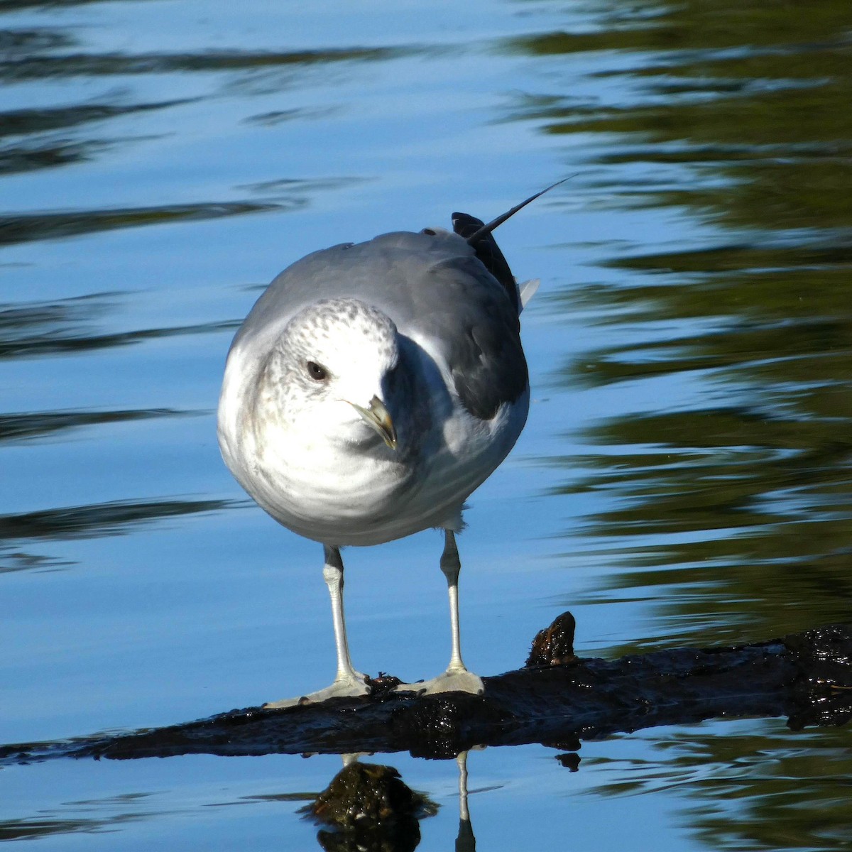 Short-billed Gull - John Gardiner