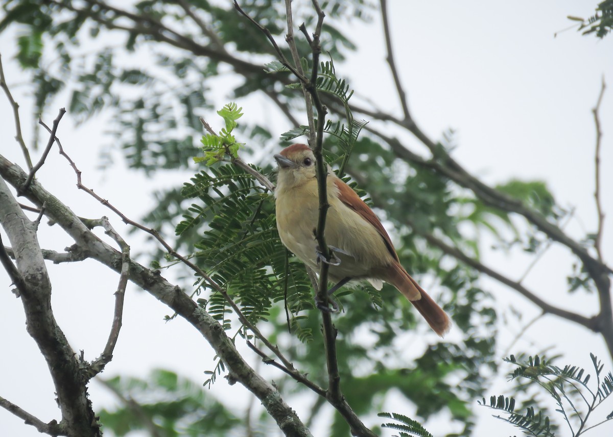 Rufous-winged Antshrike - ML509302561