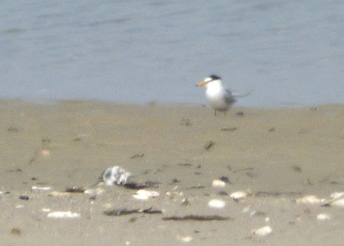 Little Tern - ML509302791