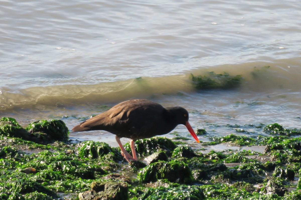 Black Oystercatcher - Douglas Brown