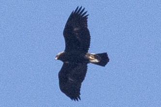 Golden Eagle - ML509305951