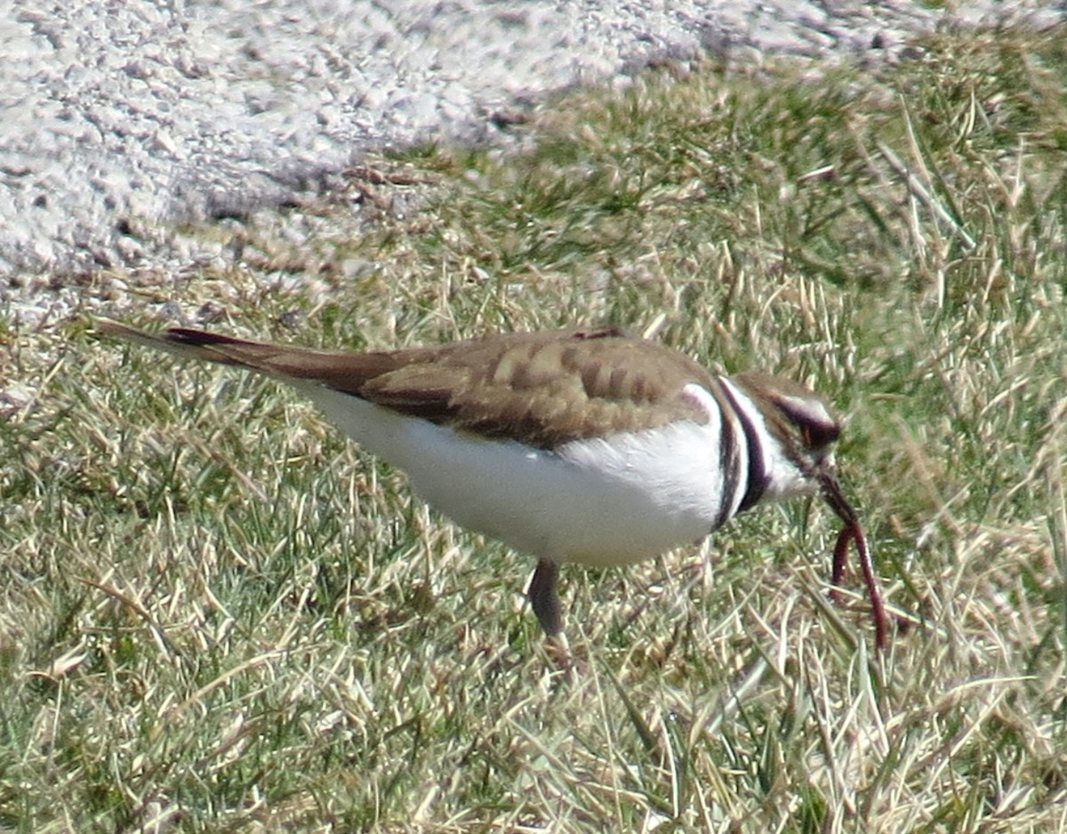 Killdeer - Michael L Crouse