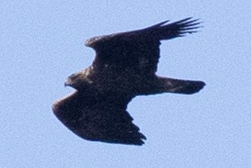 Golden Eagle - ML509306241