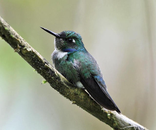 White-throated Daggerbill - ML50930631