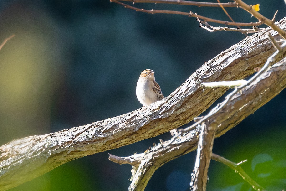 eBird Checklist - 20 Nov 2022 - Point Reyes National Seashore ...