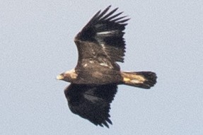 Golden Eagle - ML509306621