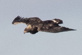 Golden Eagle - ML509306941