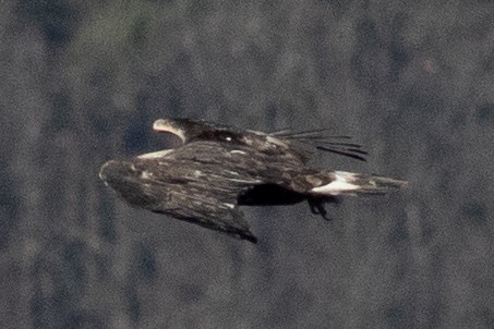 Águila Real - ML509306961