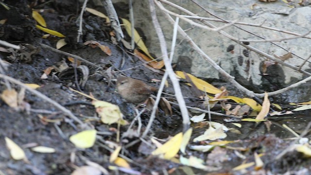 Winter Wren - ML509307311