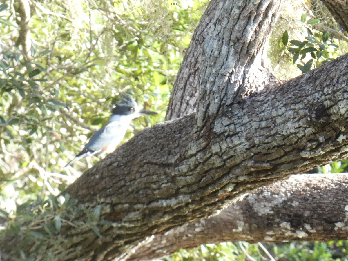 Belted Kingfisher - ML509307451