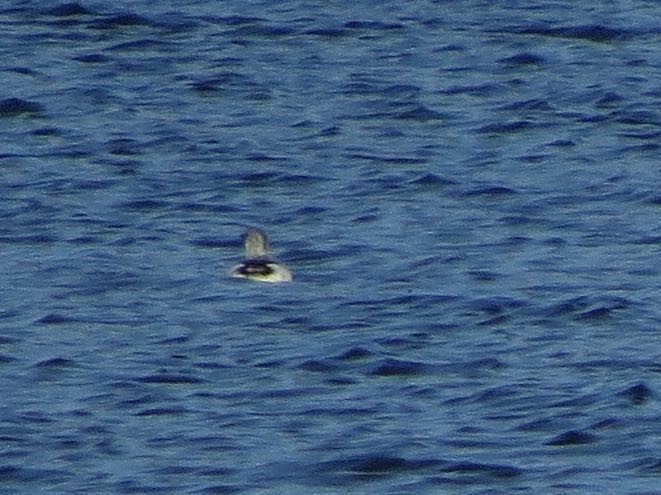 Black Guillemot (grylle Group) - ML50930841