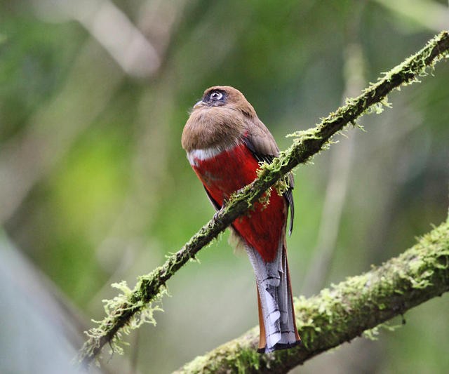 Collared Trogon - Tom Murray