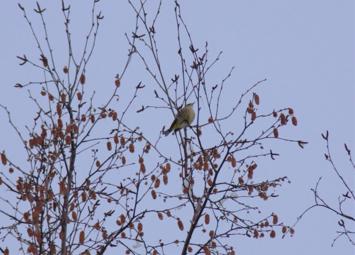 Paruline à couronne rousse - ML509308691