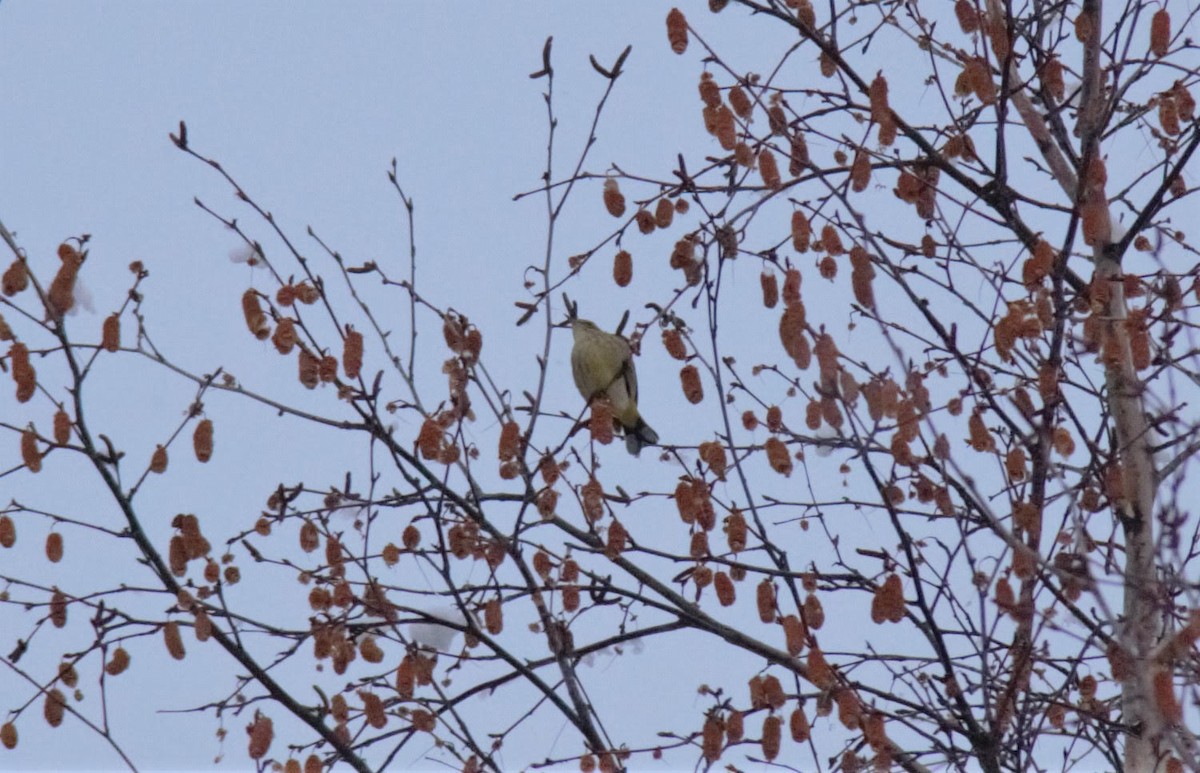 Palm Warbler - ML509308701