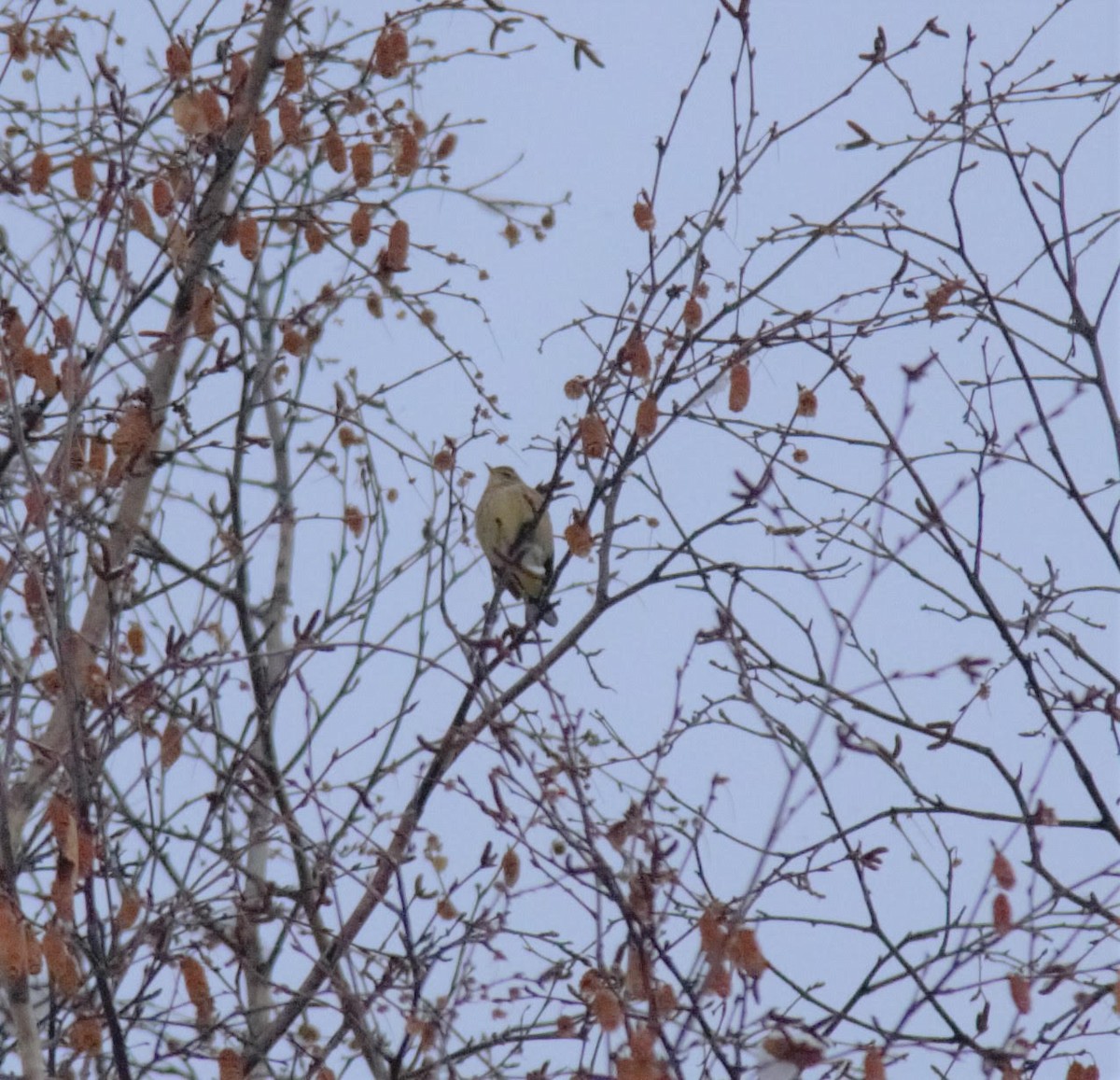 Palm Warbler - ML509308711