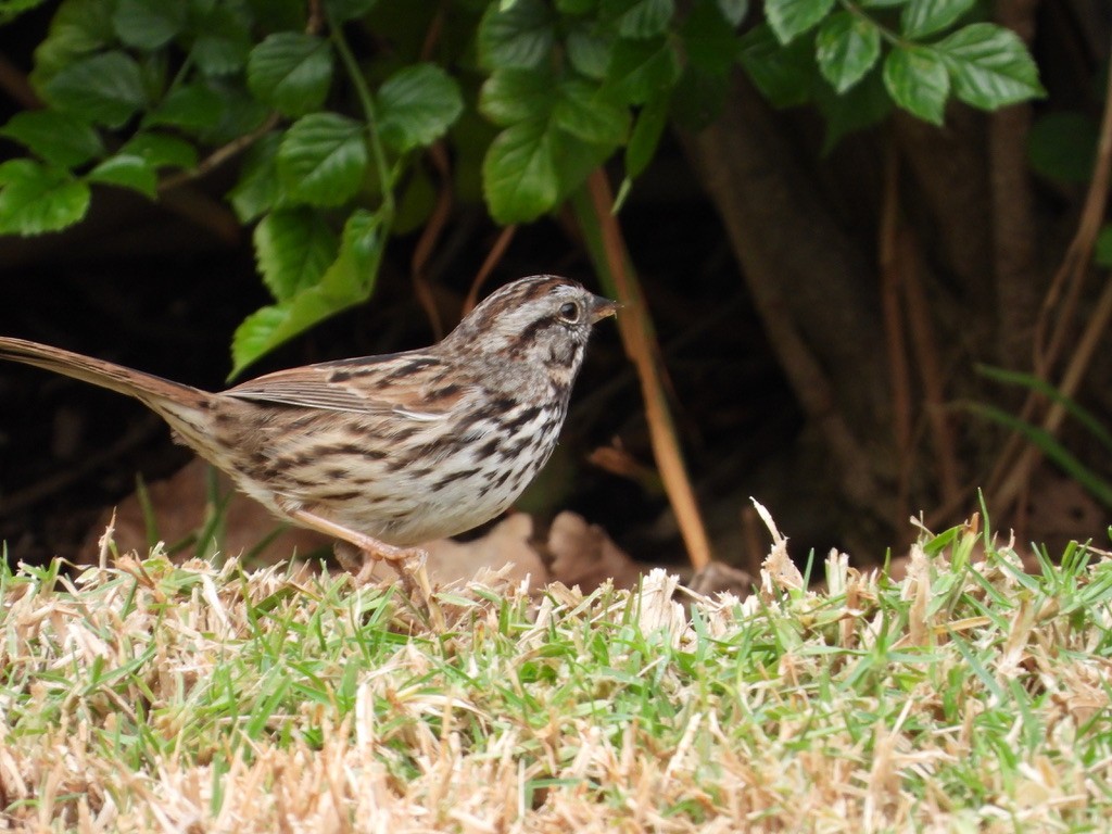 Song Sparrow - Jane Schrenzel