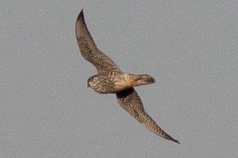 Peregrine Falcon - ML509310461