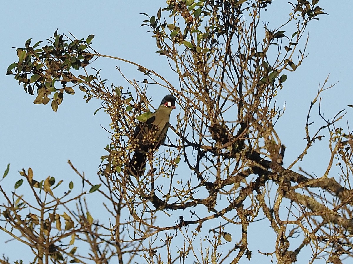 Turaco de Hartlaub - ML509310571