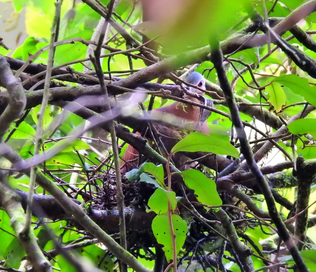 Chiriqui Quail-Dove - ML509310691