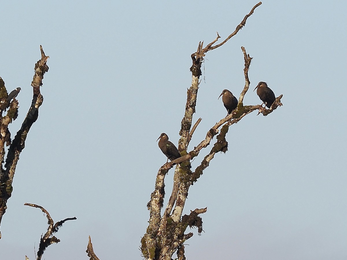 ibis olivový - ML509310741