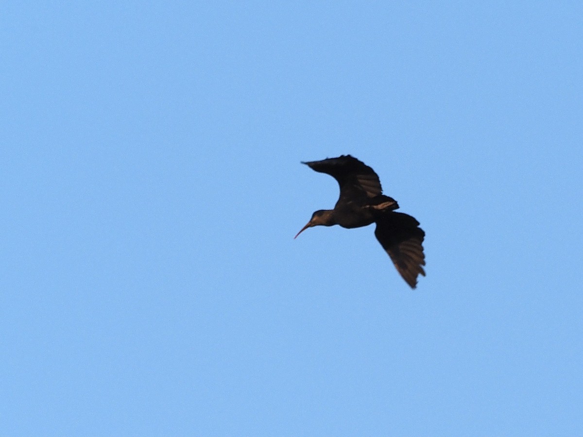 Olive Ibis - ML509310771