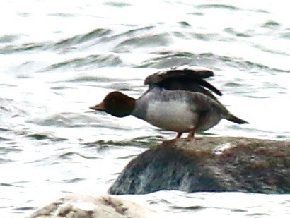 Barrow's Goldeneye - ML509311081