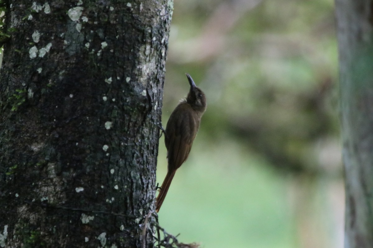 Plain-brown Woodcreeper - Chris Leys