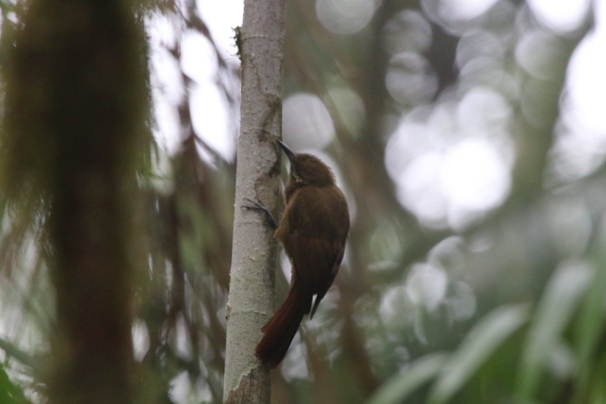 Plain-brown Woodcreeper - ML509313261