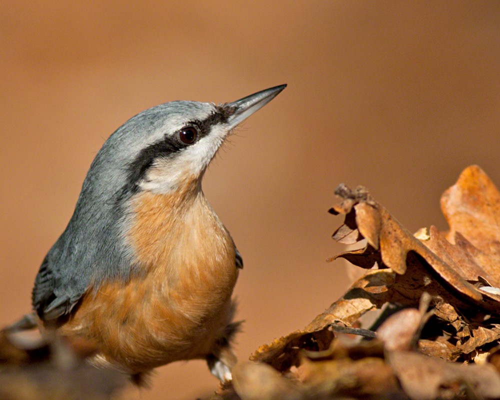 Eurasian Nuthatch - ML509313521