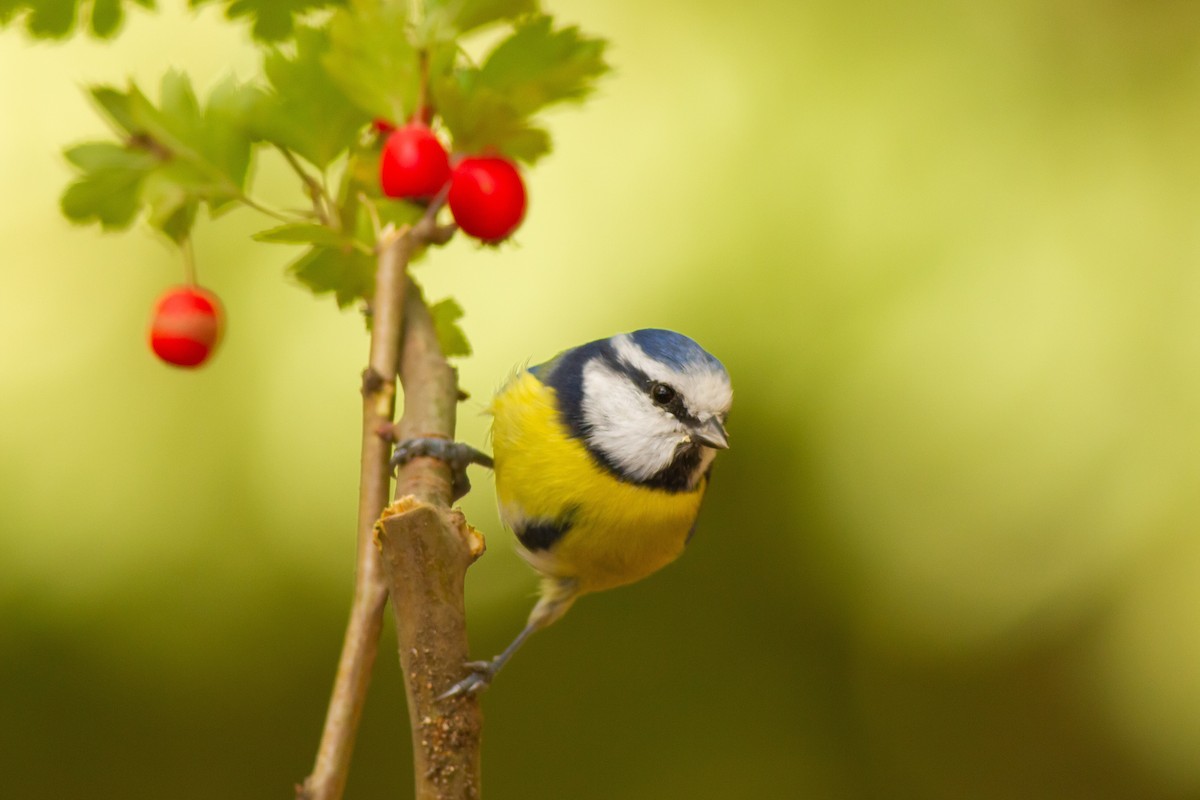 Eurasian Blue Tit - ML509313631