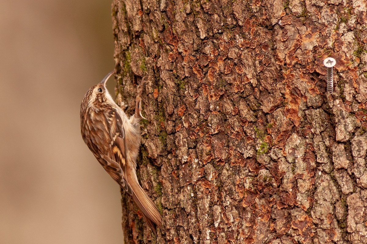 Short-toed Treecreeper - ML509313781