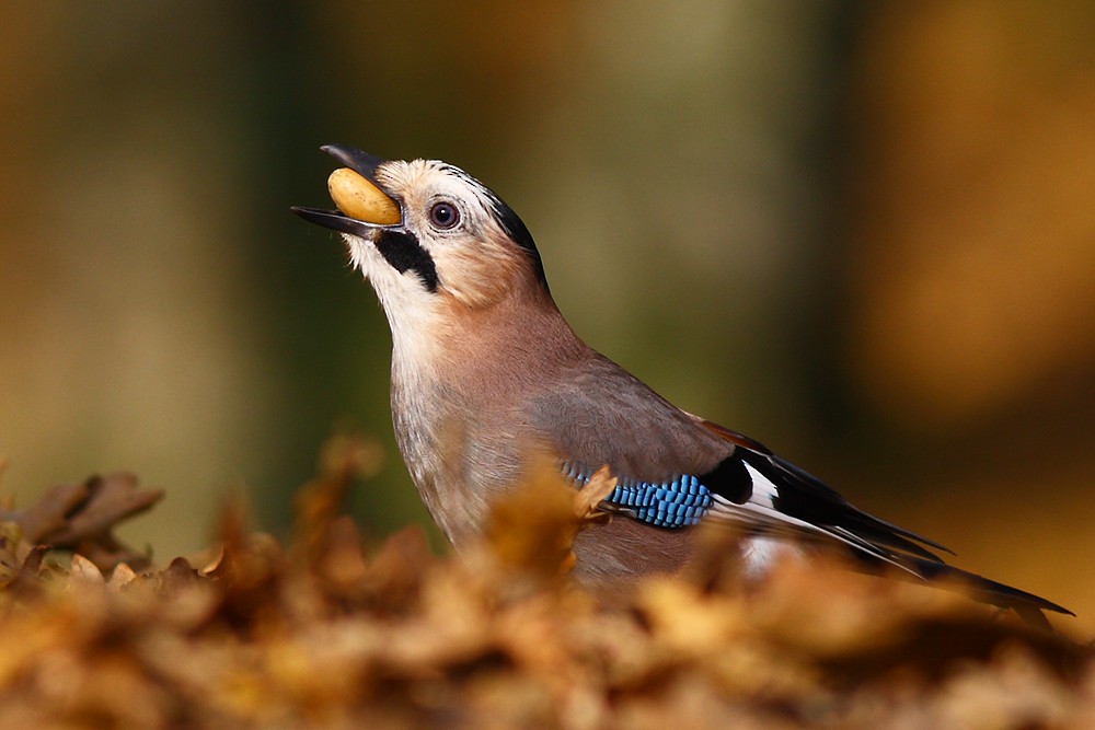 Eurasian Jay - Emine Nurhan Tekin