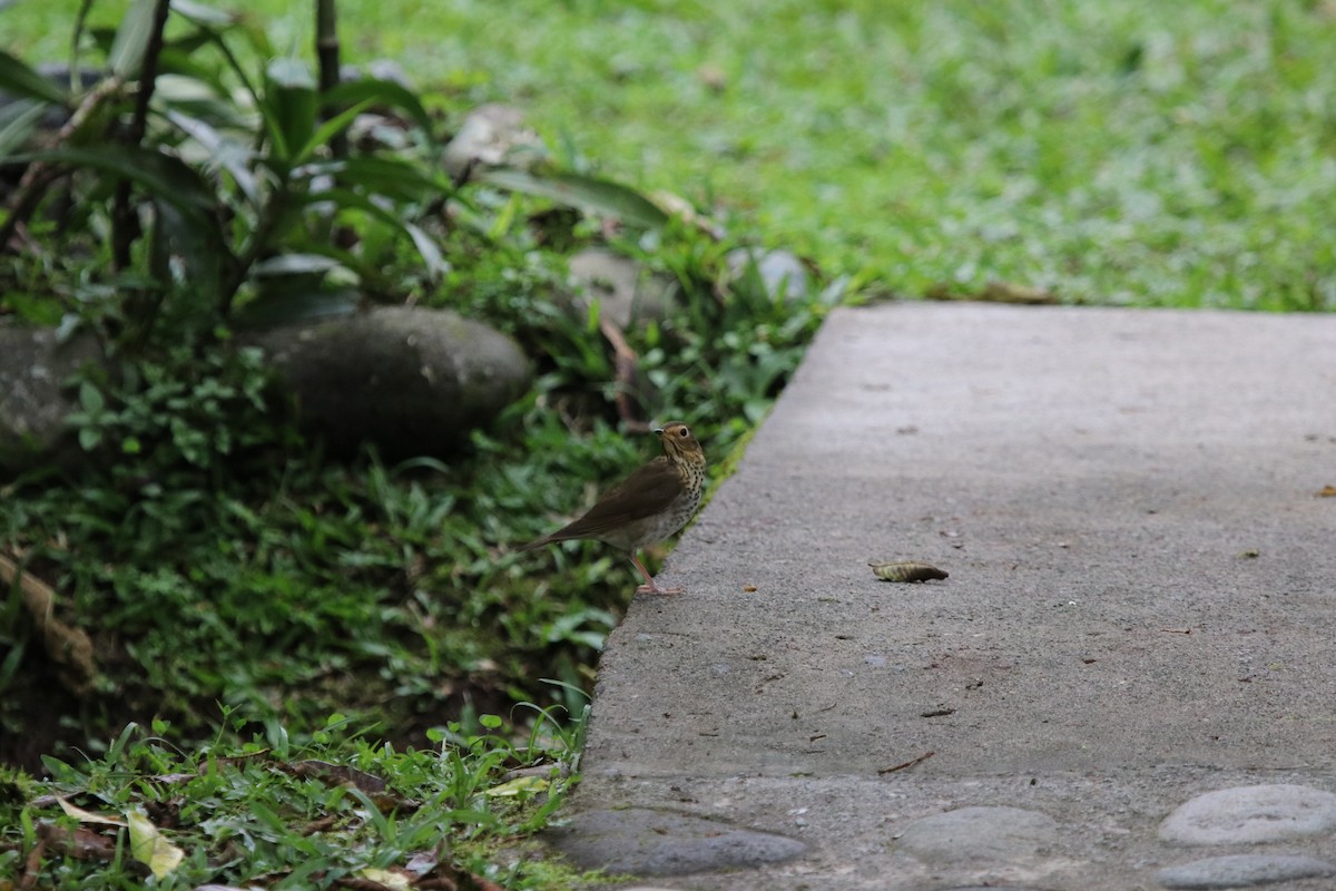 Swainson's Thrush - ML509314131