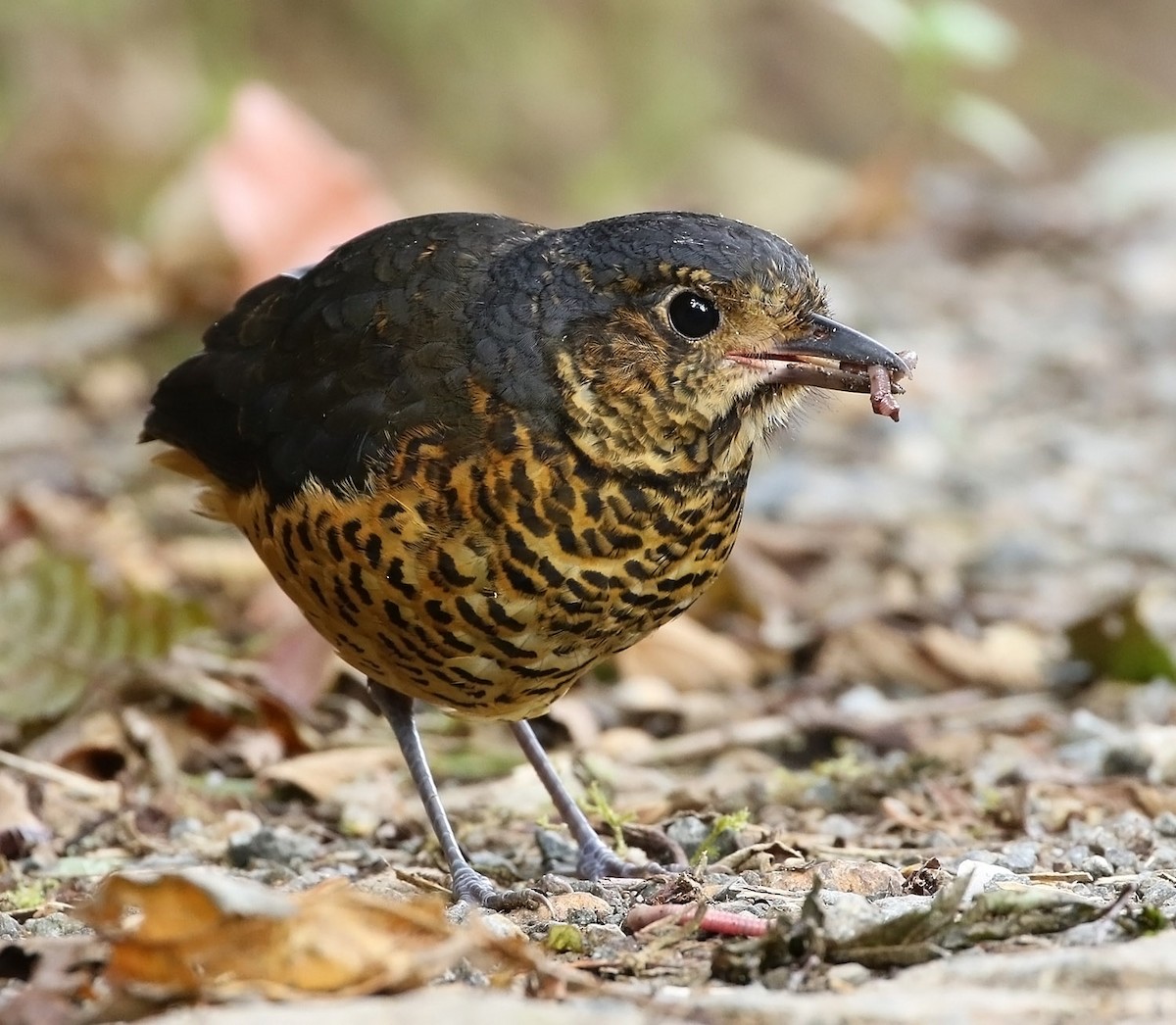 Undulated Antpitta - ML509314351